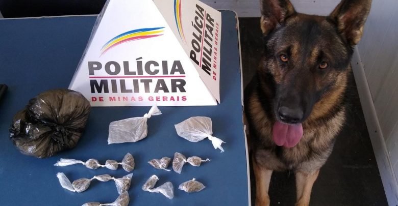 ajuda do cão farejador Aquiles PM apreende drogas Portal AMIRT